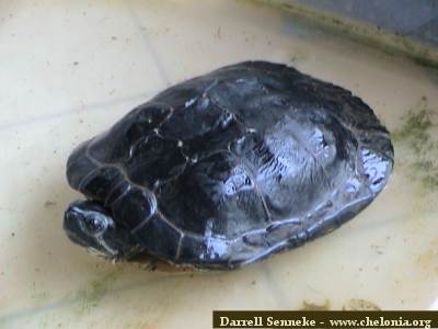 Tartaruga da identificare